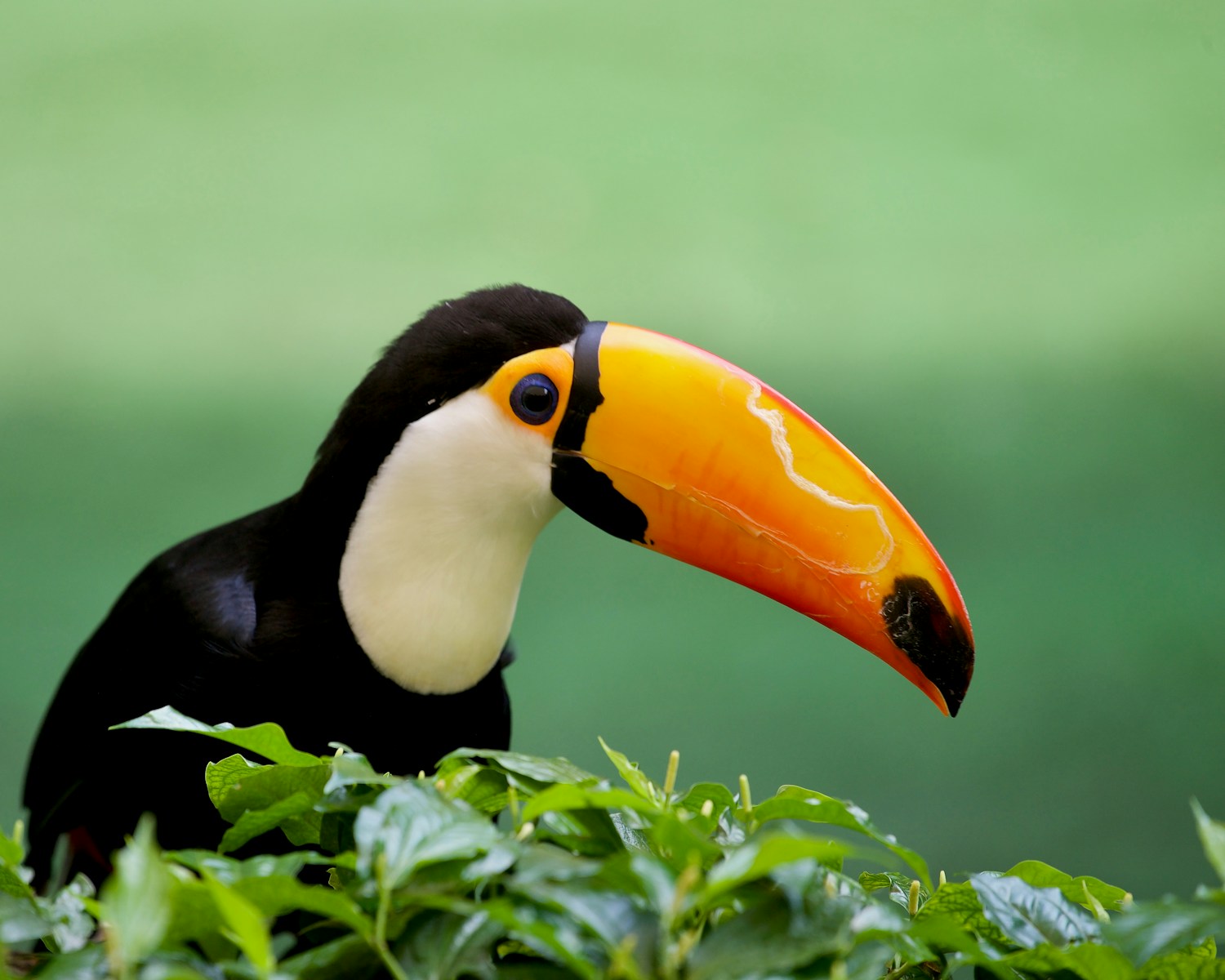 a toucan sitting on top of a lush green plant